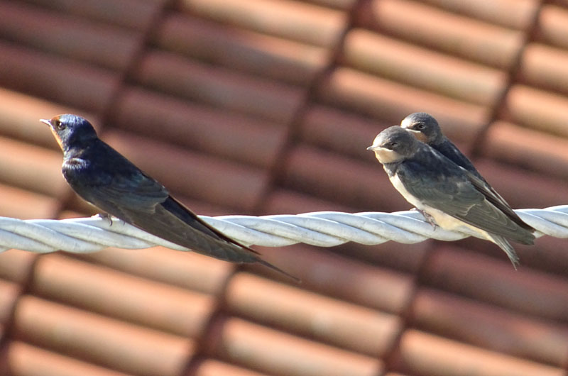 rondini....stessa Famiglia ? s: Hirundo rustica